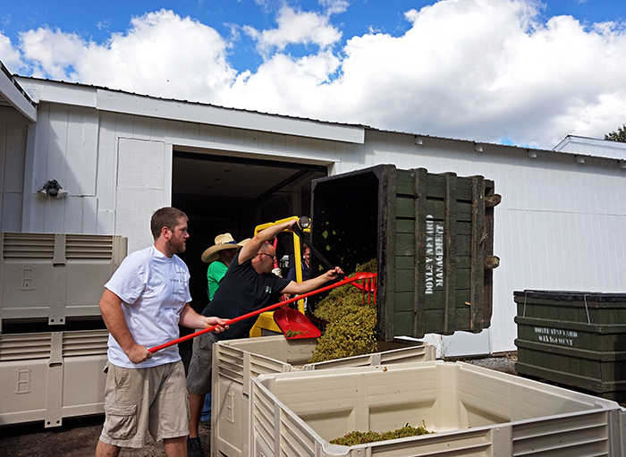 raking chardonnay grapes